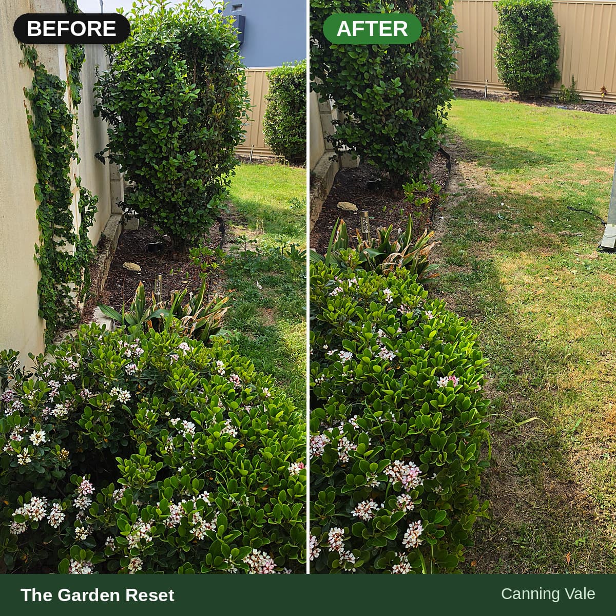 Before and after comparison of a garden bed with trimmed bushes and removed wall vines.